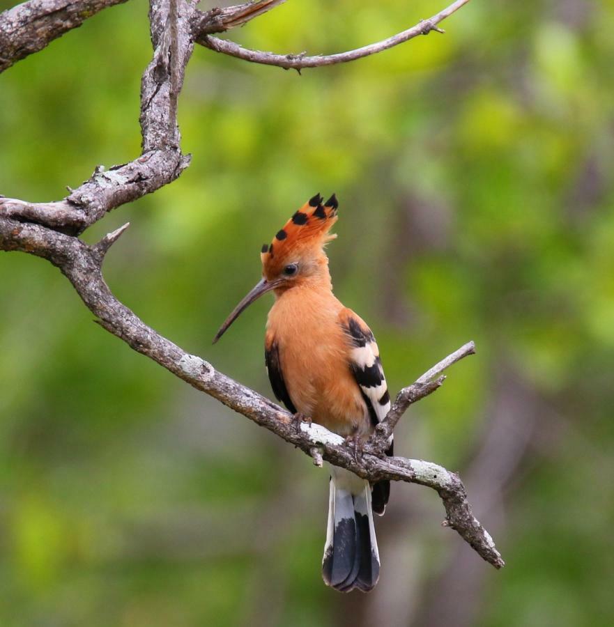 Parsons Hilltop Safari Camp Balule Game Reserve Εξωτερικό φωτογραφία