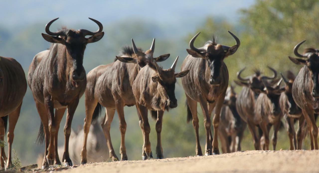 Parsons Hilltop Safari Camp Balule Game Reserve Εξωτερικό φωτογραφία